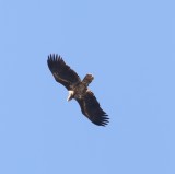 Zeearend - White-tailed eagle - Haliaeetus albicilla