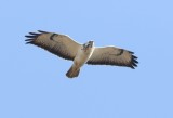 Buizers - Common buzzard - Buteo buteo