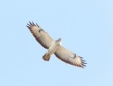 Buizers - Common buzzard - Buteo buteo