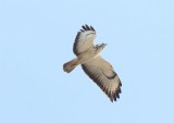Buizers - Common buzzard - Buteo buteo