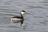 Kuifduiker - Horned grebe - Podiceps auritus