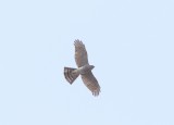 Sperwer - Eurasian sparrowhawk - Accipiter nisus