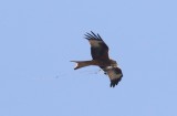 Rode wouw - Red kite - Milvus milvus