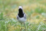 Witte kwikstaart - White wagtail - Motacilla alba