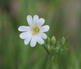 Grote muur , Rabelera , Stellaria holostea