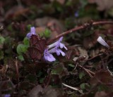 Hondsdraf , Glechoma hederacea