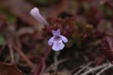 Hondsdraf , Glechoma hederacea