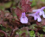 Hondsdraf , Glechoma hederacea 