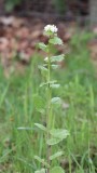 Look-zonder-look , garlic mustard , Alliaria petiolata