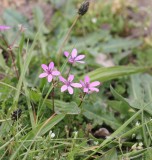 Reigersbek , Erodium cicutarium