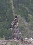 Lammergier - Bearded vulture - Gypaetus barbatus