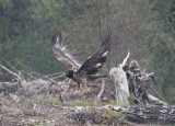 Lammergier - Bearded vulture - Gypaetus barbatus