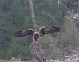 Lammergier - Bearded vulture - Gypaetus barbatus