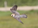 Roodpootvalk - Red-footed falcon - Falco vespertinus