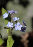 Bosvergeet- mij- nietje - Wood forget-me-not - Myosotis sylvatica