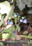 Bosvergeet- mij- nietje - Wood forget-me-not - Myosotis sylvatica