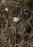 Eenjarig Wollegras - Eriophorum vaginatum