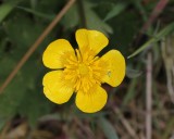 Kruipende boterbloem - Creeping buttercup - Ranunculus repens