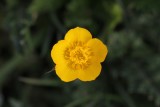 Kruipende boterbloem - Creeping buttercup - Ranunculus repens