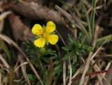 Tromentil - Potentilla erecta