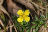 Tromentil - Potentilla erecta