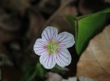 Witte klaverzuring - Common wood sorrel - Oxalis acetosella