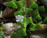 Witte klaverzuring - Common wood sorrel - Oxalis acetosella