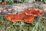 Vermiljoenhoutzwam - Pycnoporus cinnabarinus