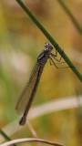 Maanwaterjuffer - Irish damselfly - Coenagrion lunulatum