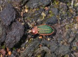 Goudrandloopkever - Carabus nitens