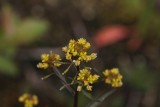 Moeraskers - Rorippa palustris 