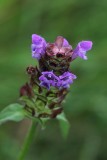 Gewone brunel - Prunella vulgaris 