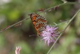 Melitaea didyma - Tweekleurige parelmoervlinder 