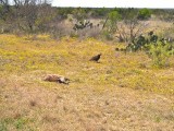 Breakfast for the vulture