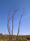 Ocotillo cactus.