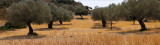 Olive trees