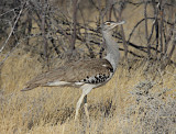 IMG_0029.JPG