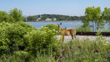 Deer on the Tracks