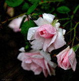 RAIN DROPS ON PINK ROSES
