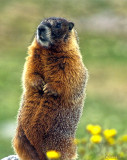 GROUND HOG ON MOUNT EVANS