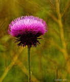 THISTLE