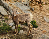 MOUNTAIN GOAT