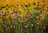 THISTLES