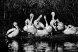 THE GATHERING