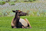 ELK CHILLIN