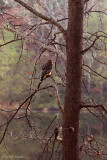 HAWK