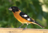 Black-headed Grosbeak