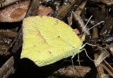 Mexican Yellow Eurema mexicana