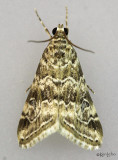 Cabbage Webworm Moth Hellula rogatalis #4846