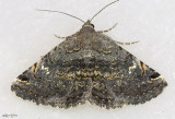 Cruel Toxonprucha Moth Toxonprucha crudelis #8674